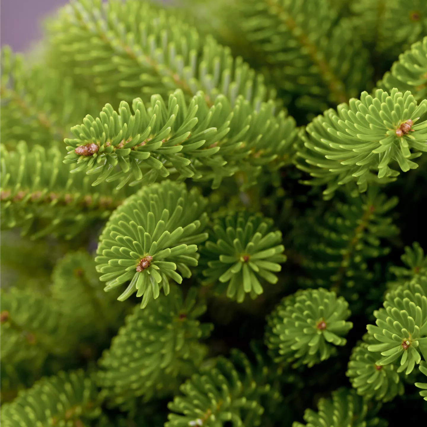 Abies koreana 'Molli' Abies koreana 'Molli'