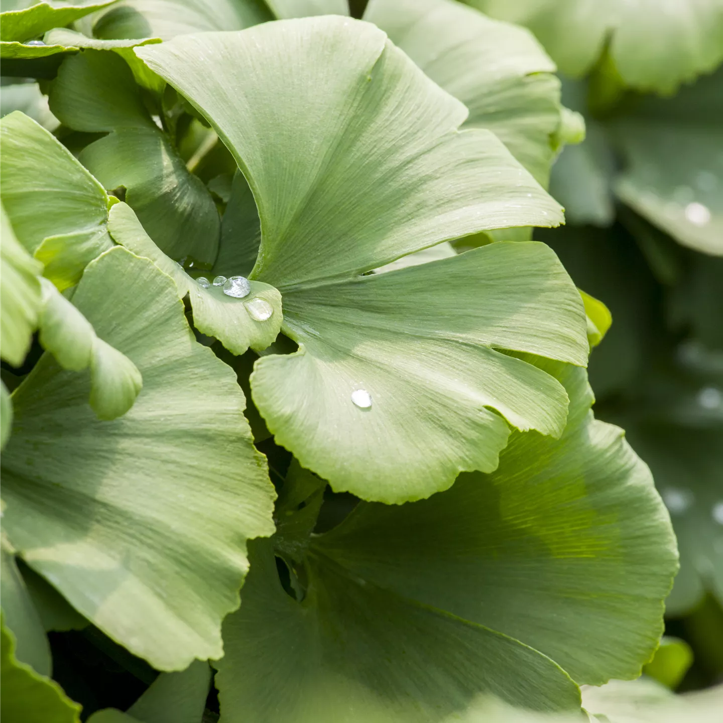 Ginkgo biloba 'Globus'