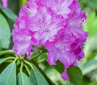 Rhododendron