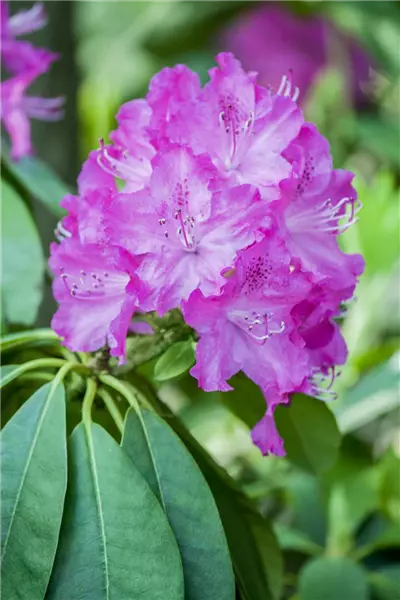 Rhododendron carolin.'P.J.Mezitt' Rhododendron