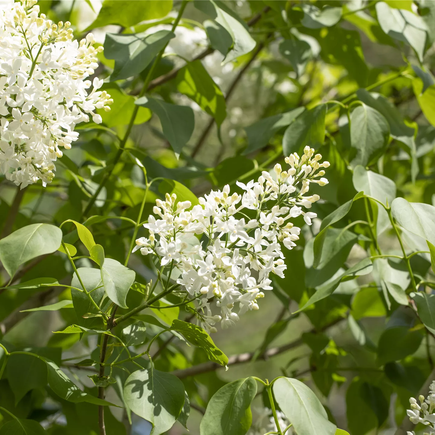 Syringa prestoniae 'Miss USA'