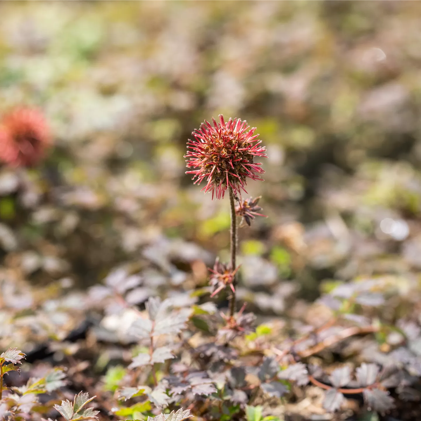 Acaena microphylla 'Kupferteppich'