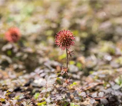 Braunrotes Stachelnüßchen Braunrotes Stachelnüßchen