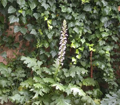 Weiche Bärenklaue Weiche Bärenklaue