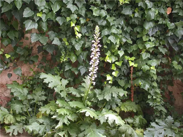 Acanthus mollis Weiche Bärenklaue