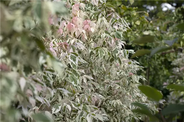 Acer negundo 'Flamingo' Eschen-Ahorn