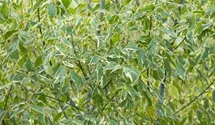 Acer negunda Variegatum im Pflanzenshop
