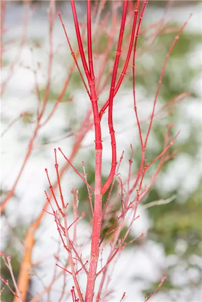 Acer palmatum 'Sangokaku' Fächer-Ahorn