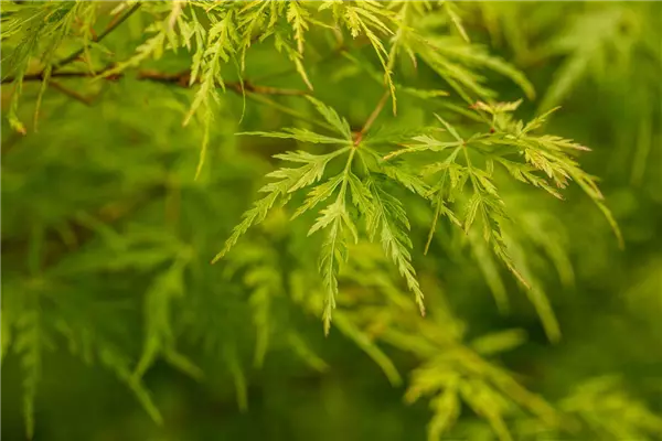 Acer palmatum 'Seiryu' Geschlitzblättriger Fächer-Ahorn