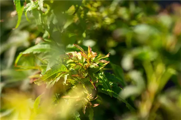 Acer palmatum 'Sharp's Pygmy' Fächer-Ahorn
