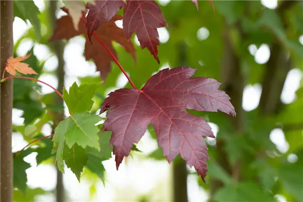 Acer platanoides 'Royal Red' Blut-Ahorn