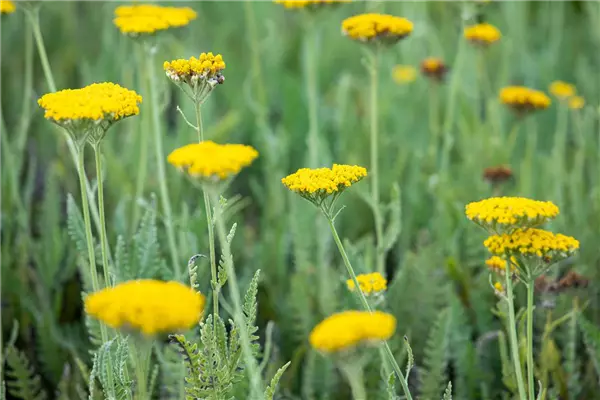 Achillea filipendulina 'Coronation Gold' Krönungs-Gold-Garbe