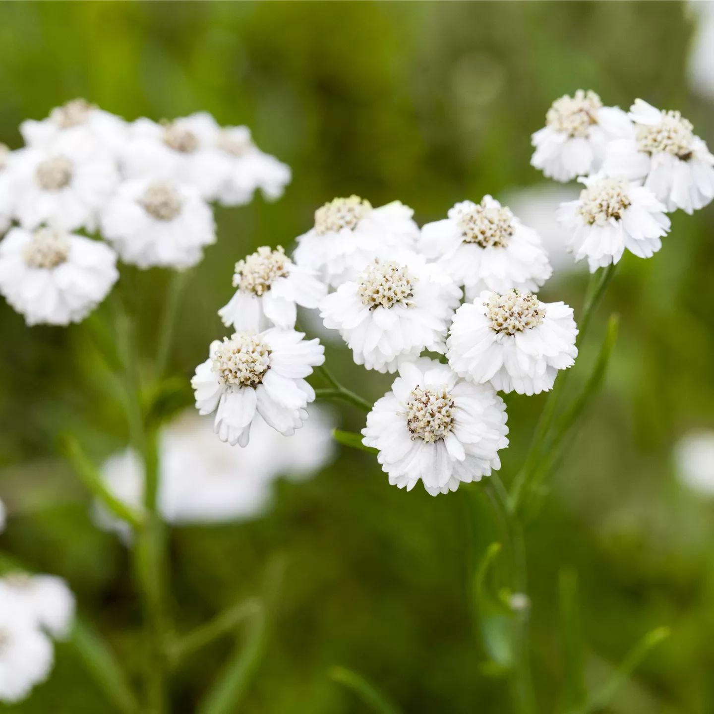 Achillea ptarmica 'The Pearl'