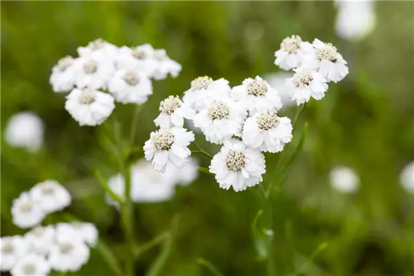 Achillea ptarmica 'The Pearl' Garten-Bertramsgarbe