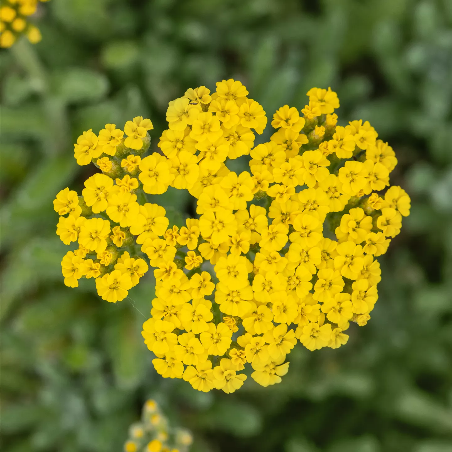 Achillea tomentosa 'Aurea'
