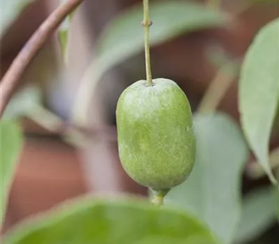 Mini-Kiwi Mini-Kiwi