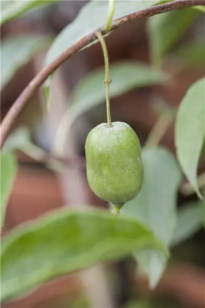 Actinidia arguta 'Issai' Mini-Kiwi