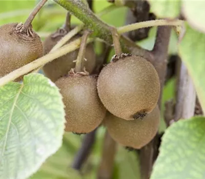 Kiwi Kiwi