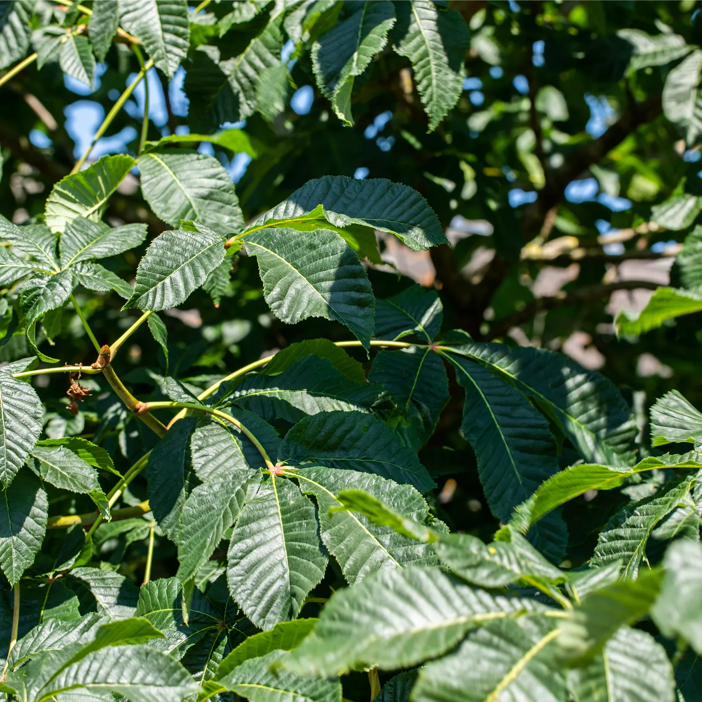 Aesculus carnea 'Briotii'