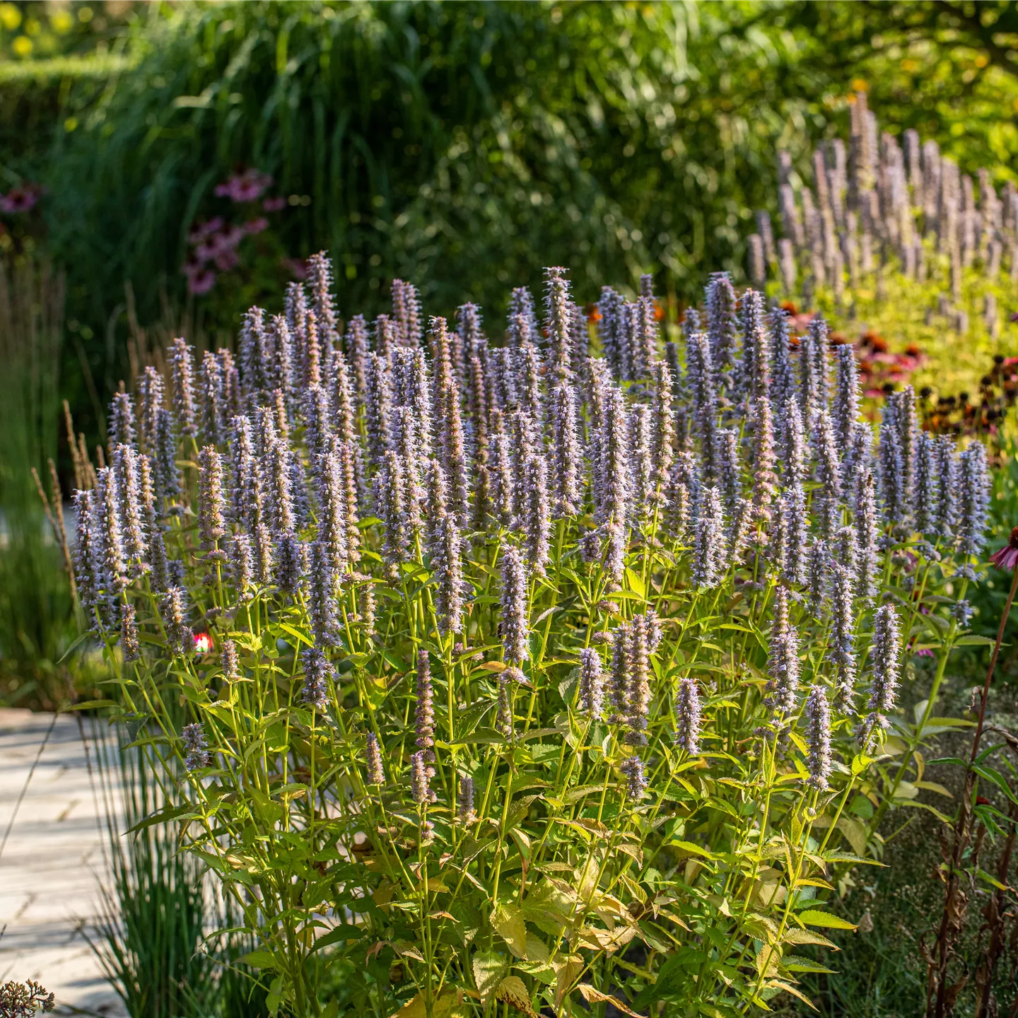 Agastache rugosa 'Blue Fortune'