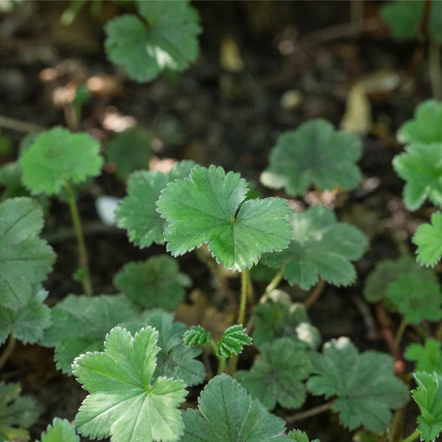 Alchemilla erythropoda