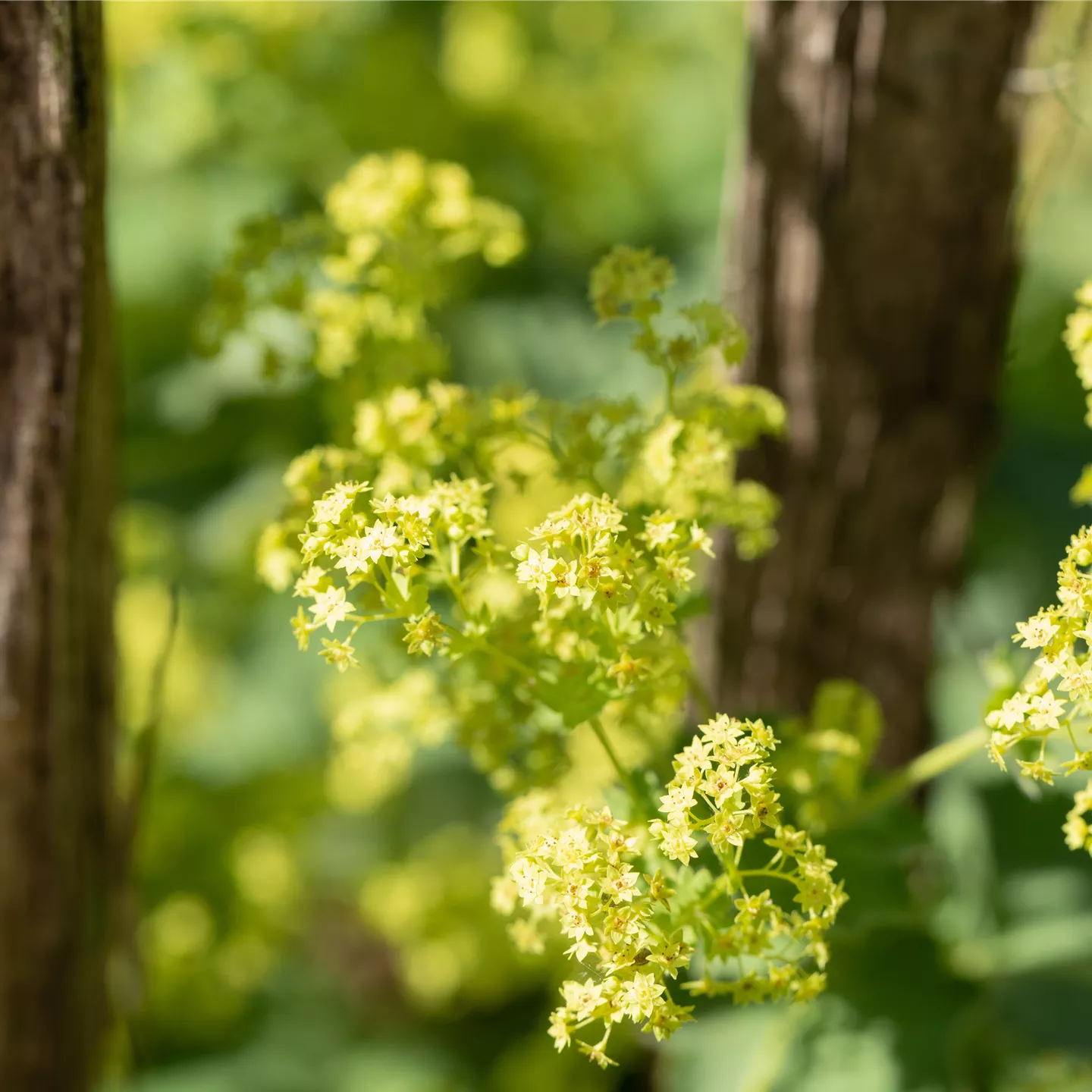 Alchemilla mollis