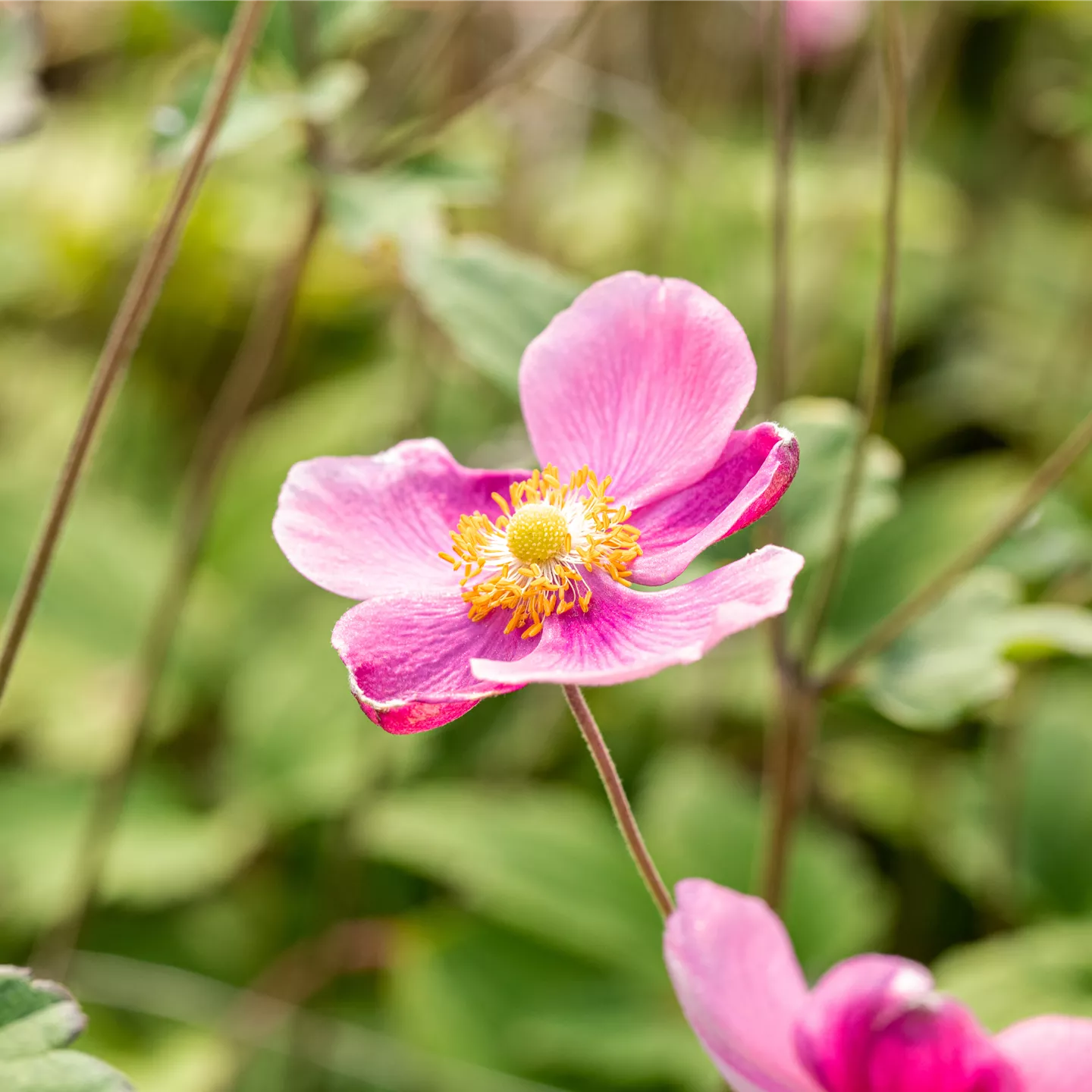 Anemone hupehensis 'Praecox'