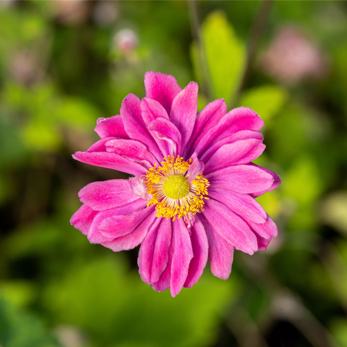 Anemone japonica 'Pamina'