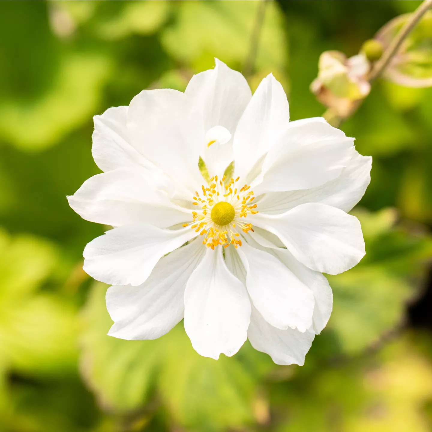 Anemone japonica 'Whirlwind'