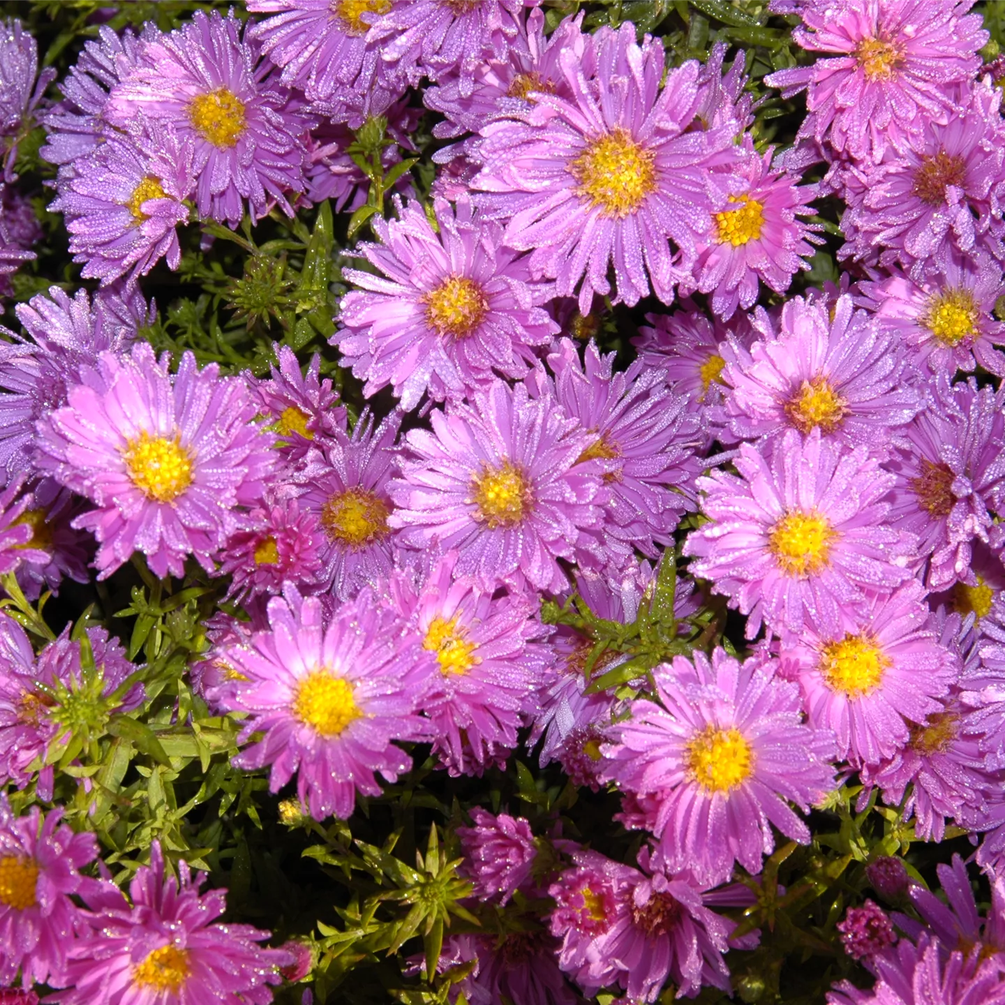 Aster dumosus 'Kassel'