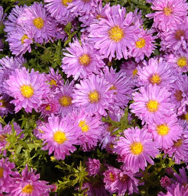 Alpen-Aster