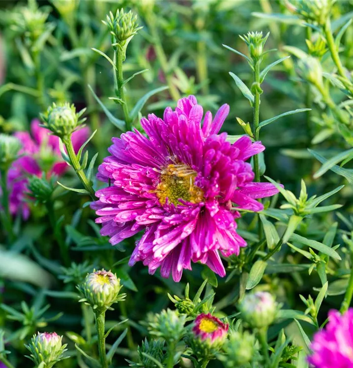 Kissen-Aster