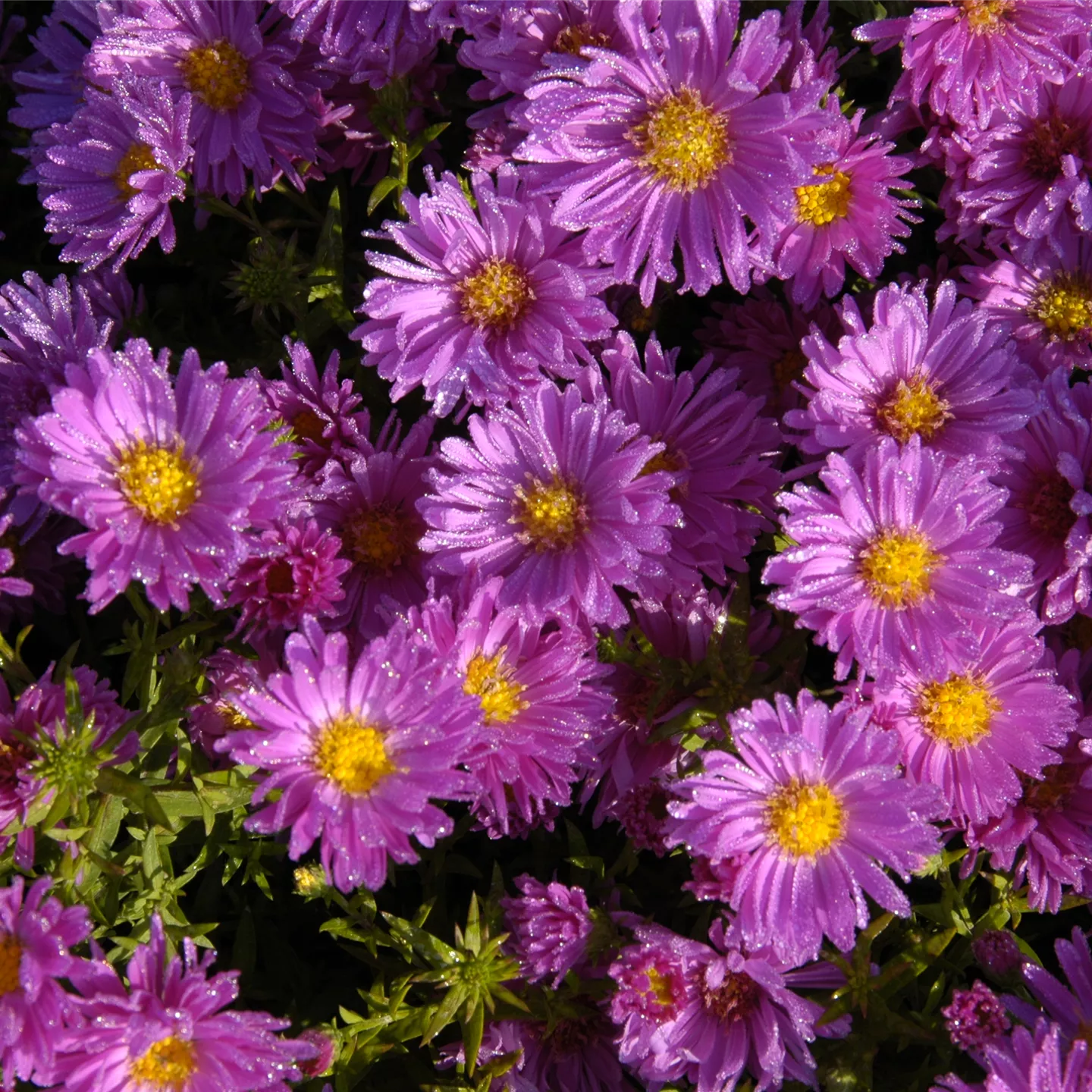 Aster dumosus 'Samoa'