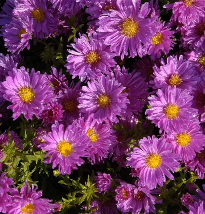 Kissen-Aster