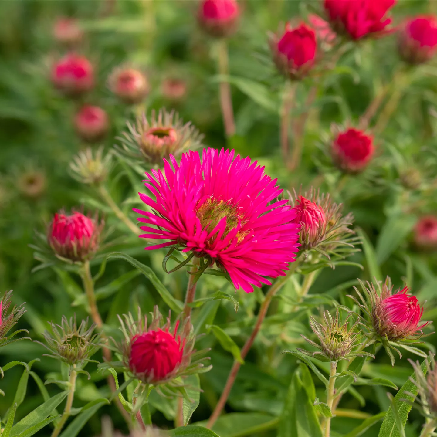Aster novae-angliae 'Alma Pötschke'