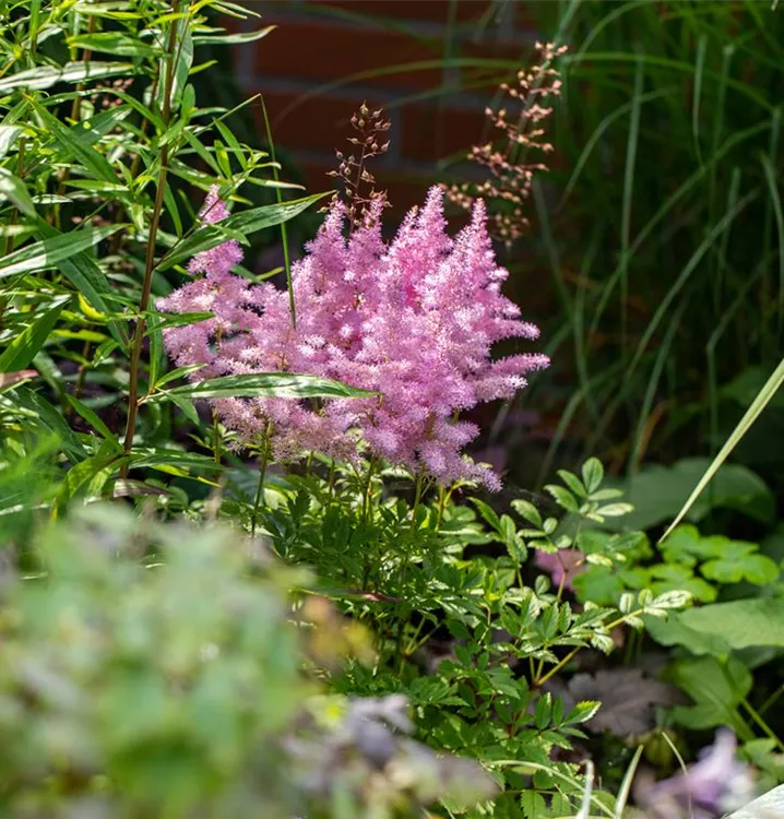 Arends Garten-Prachtspiere