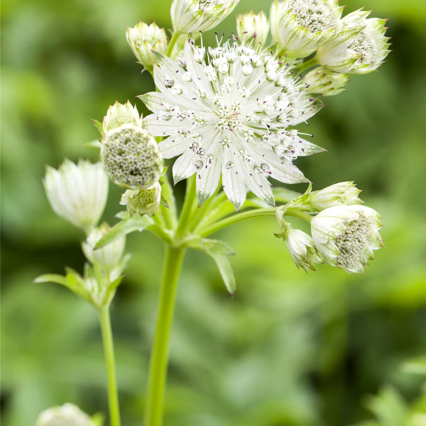 Astrantia major 'Snow Star' -R-