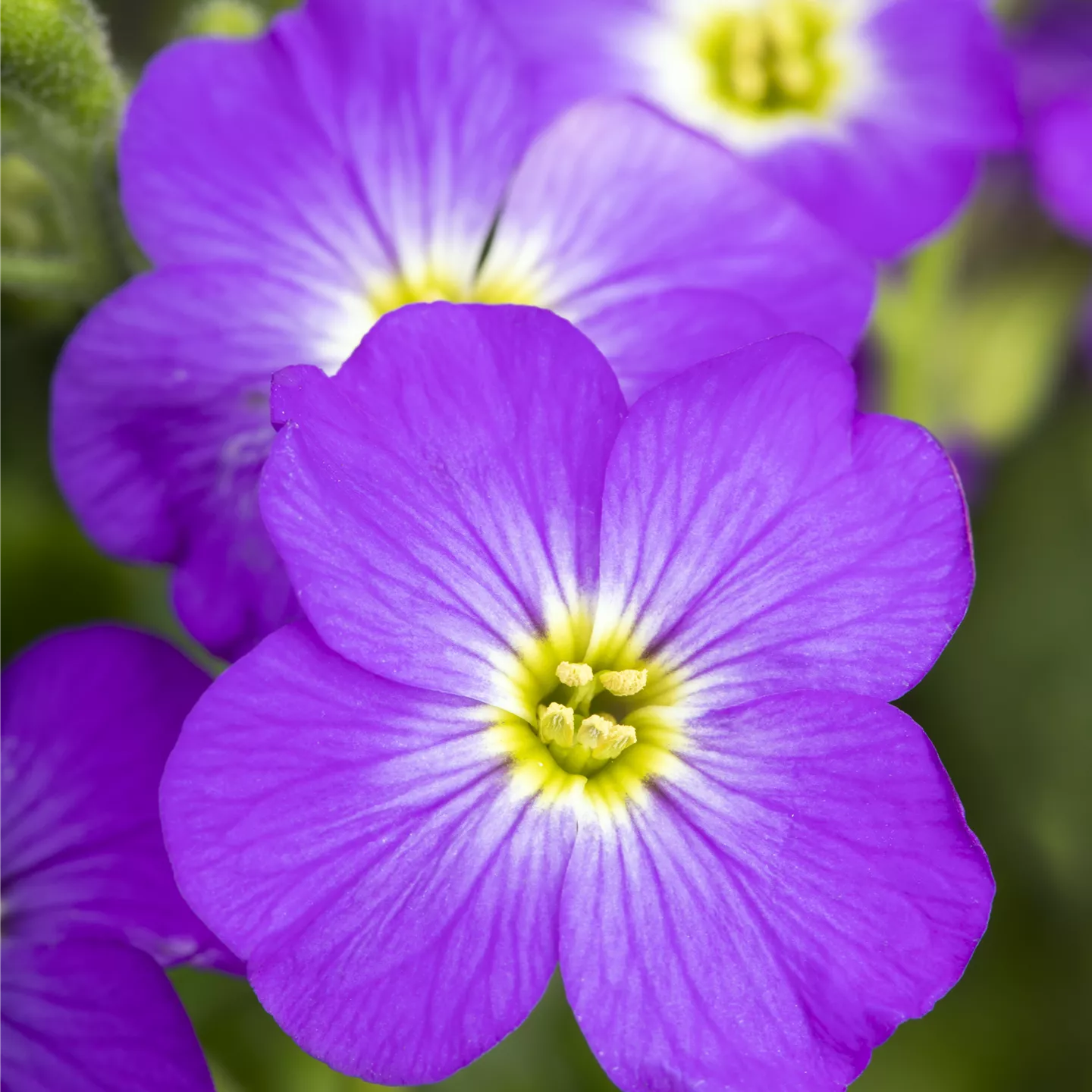 Aubrieta x cult.'Hamburger Stadtpark'