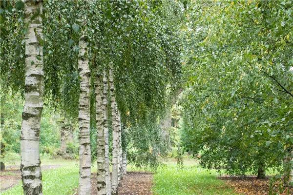 Betula pendula Weiß-Birke