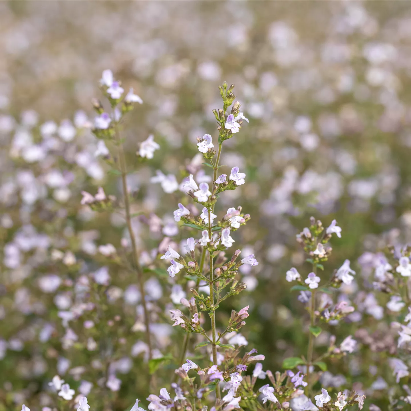 Calamintha nepeta 'Blue Cloud'