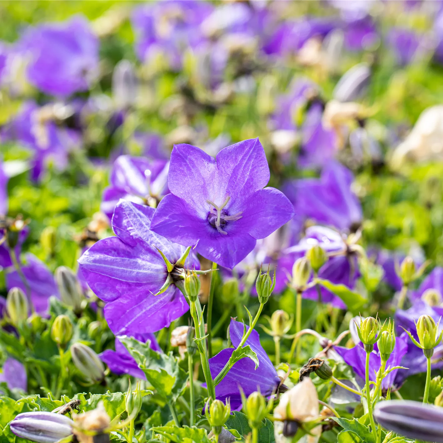 Campanula carp.'Blaue Clips'