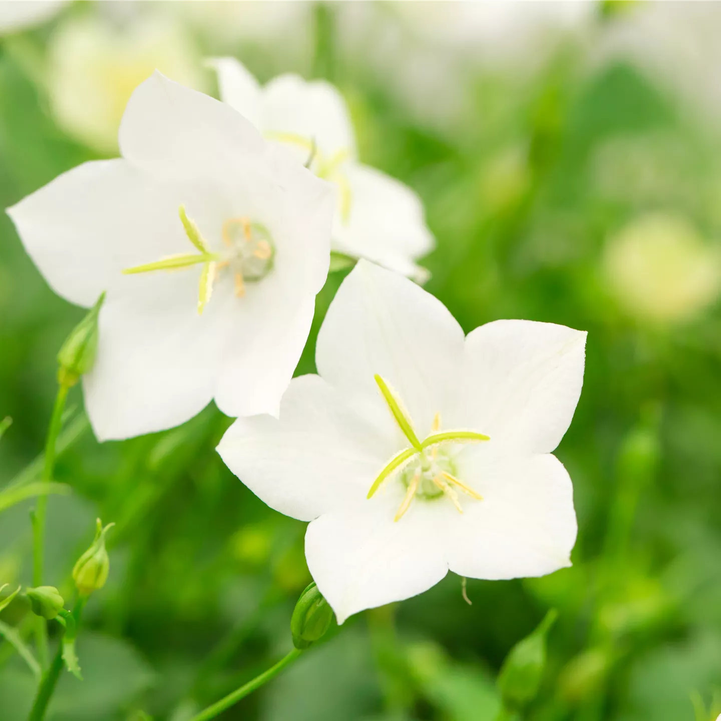 Campanula carp.'Weiße Clips'