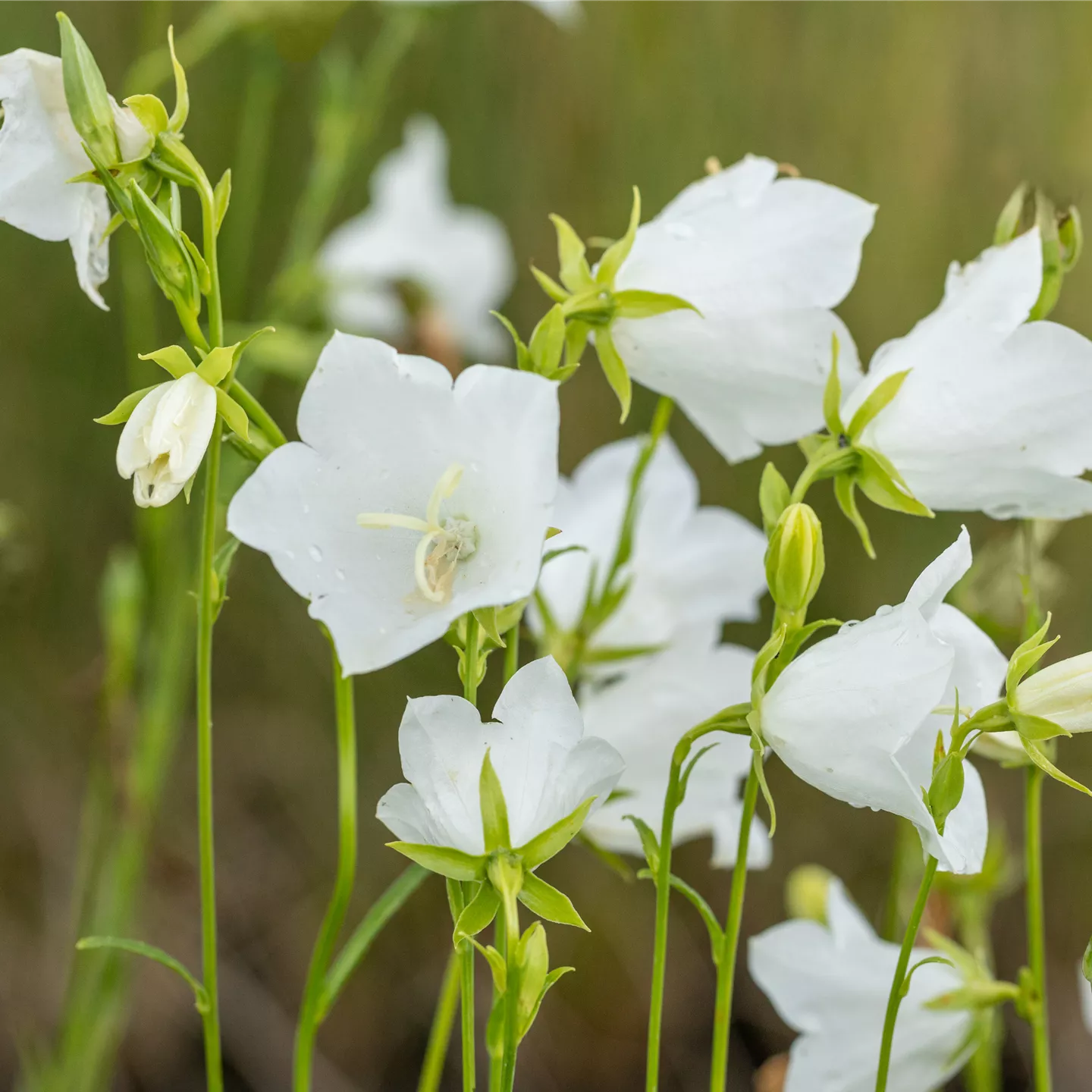 Campanula persicif.'Grandiflora Alba'