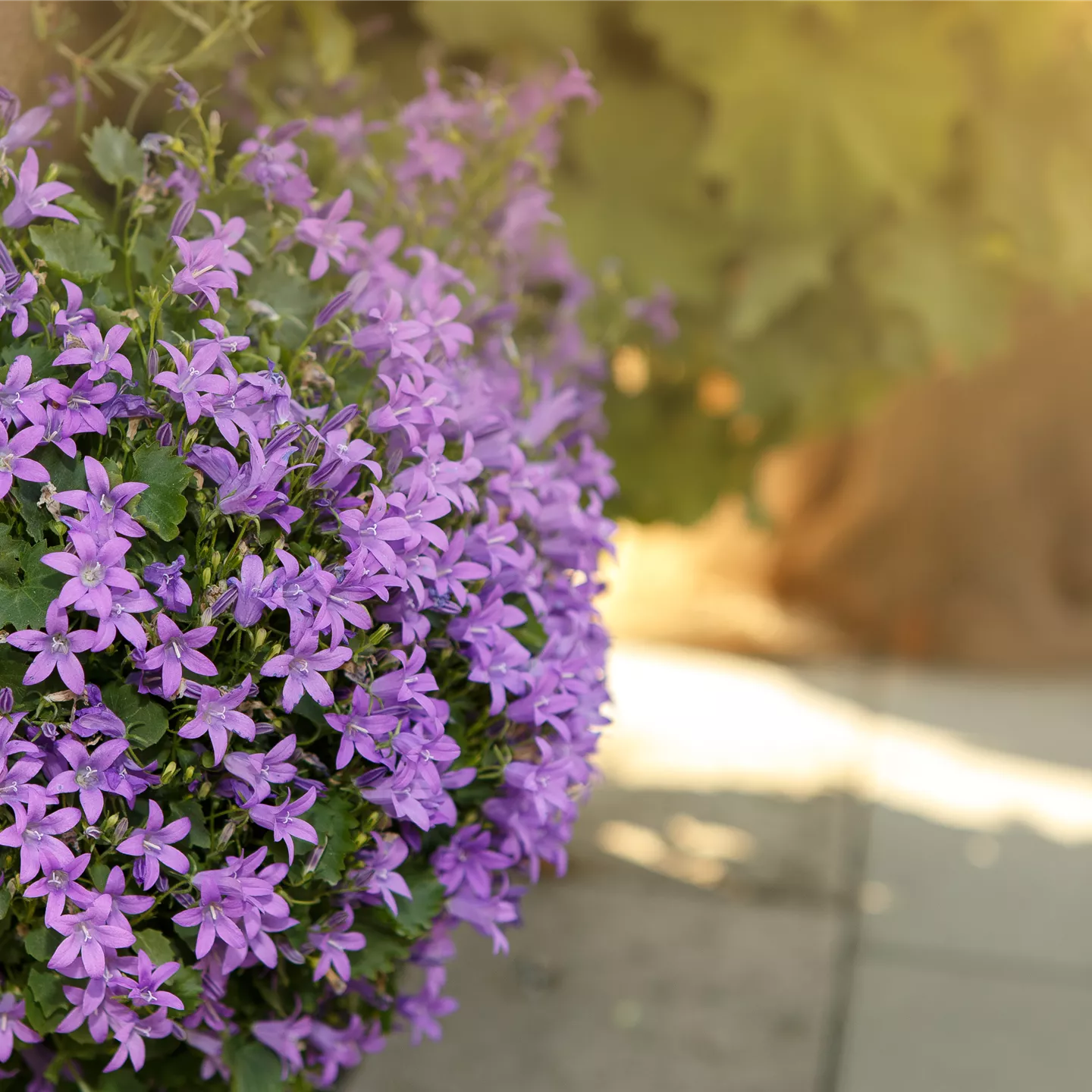 Campanula portenschlagiana 'Birch'