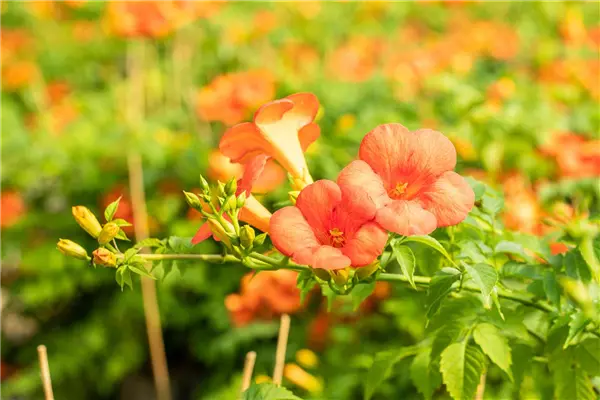 Campsis grandiflora Klettertrompete