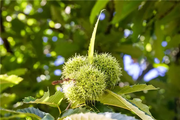 Castanea sativa 'Belle Epine'          CAC Eßkastanie