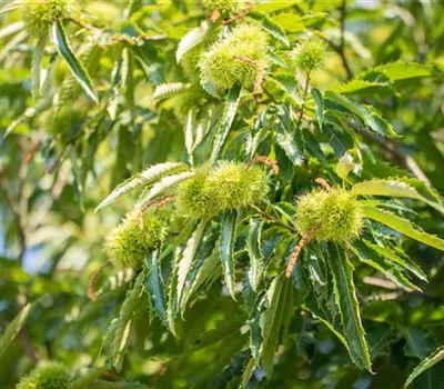 Esskastanie 'Ecker' Esskastanie 'Ecker'