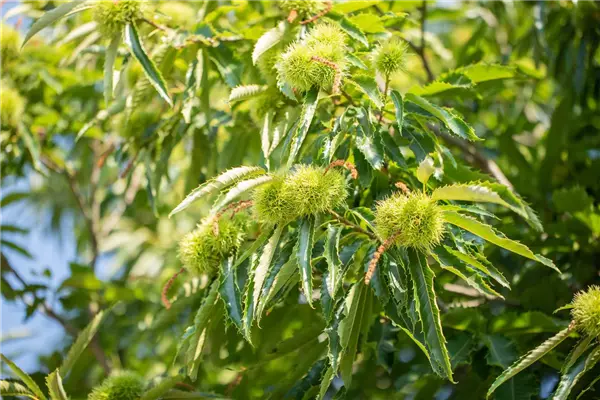 Castanea sativa 'Ecker 1' Esskastanie 'Ecker'