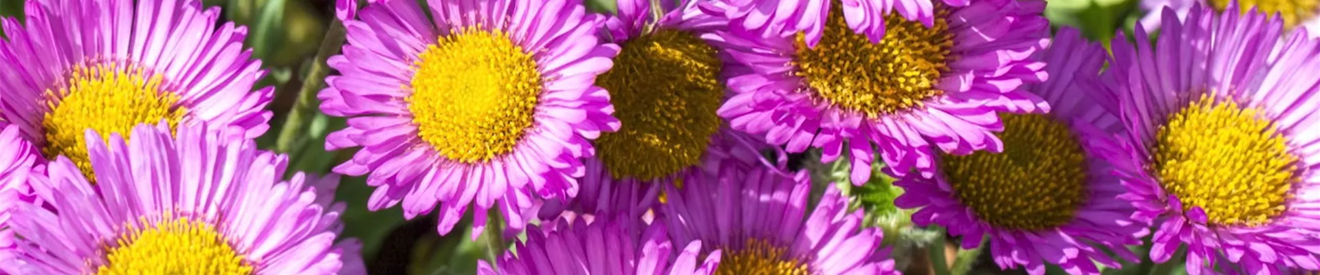 Feinstrahl - Einpflanzen im Garten (Thumbnail) Feinstrahl - Einpflanzen im Garten (Thumbnail)