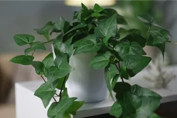 Zimmerpflanzenportrait - Efeu